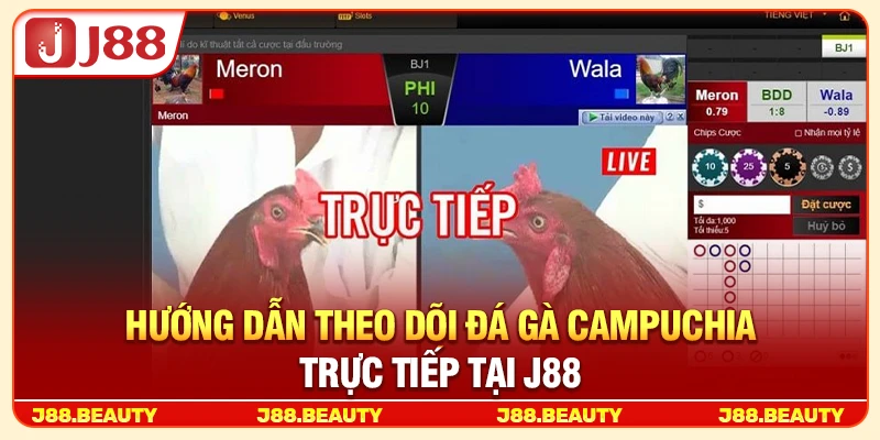 Hướng dẫn theo dõi đá gà Campuchia trực tiếp tại J88